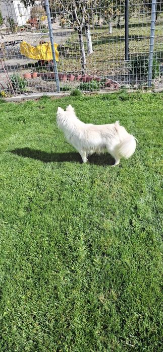 Подарявам немски шпиц