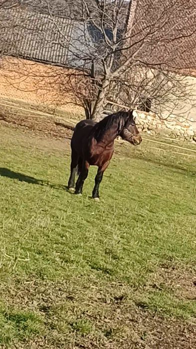 Vând mânz de doii anii