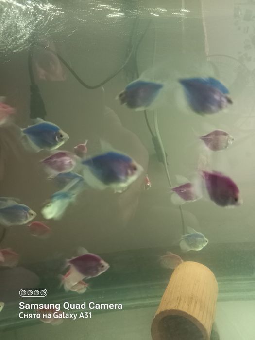 Продаю рыбок тернеций