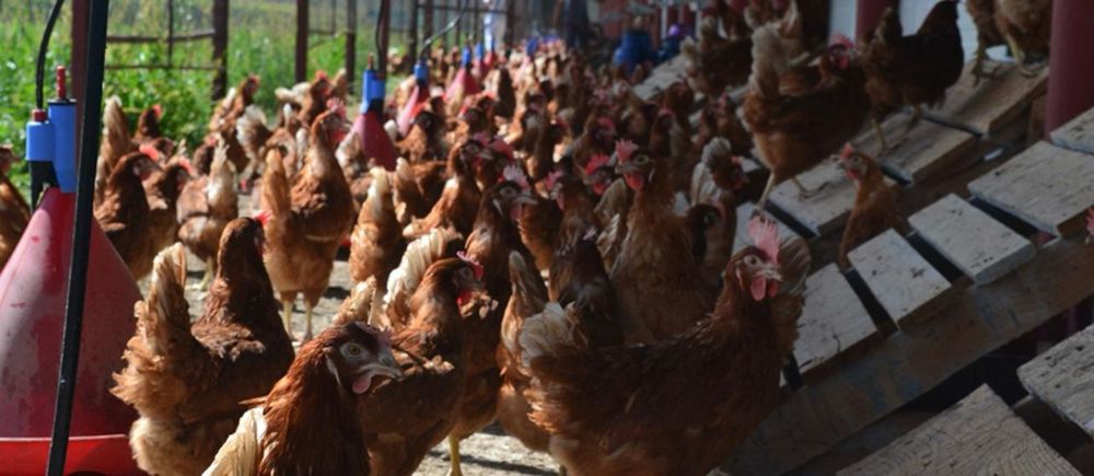 Vând gaini de carne și de oua