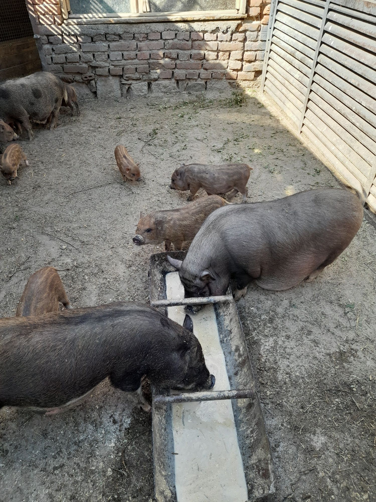 Продавам виетнамски прасенца