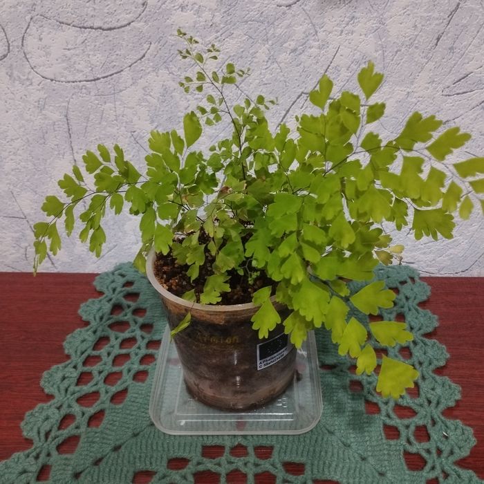 Комнатные цветы .