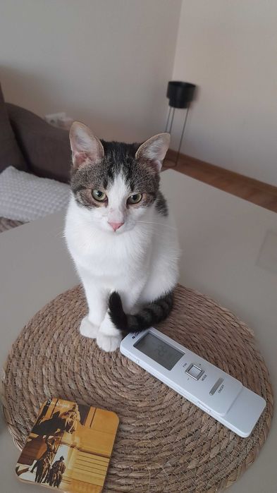 Мони търси дом и добри стопани!