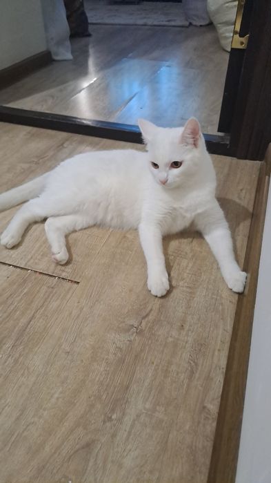 Катонок белоснежный девочка 9месеца,домашний...