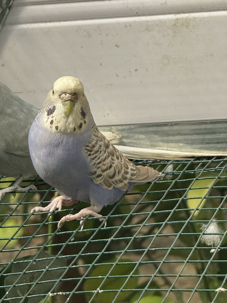 Babichka va chex gibrid papugaylar sotiladi