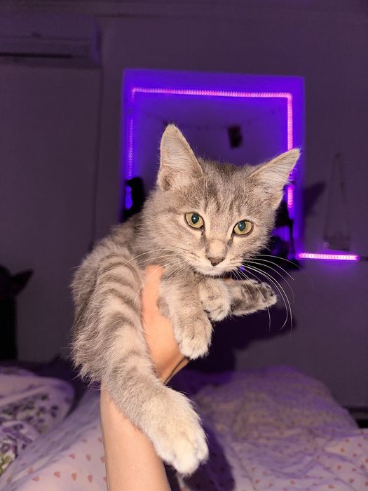 Продается котенок