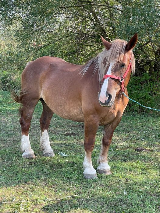 Vând iapa Breton  cu pedigree adusa din Franța