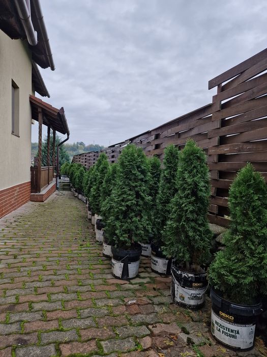 Tuia smaragd 1,60 m crescută natural