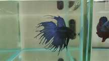 Masculi Betta Splendens Halfmoon Samurai Combtail Pesti Acvariu