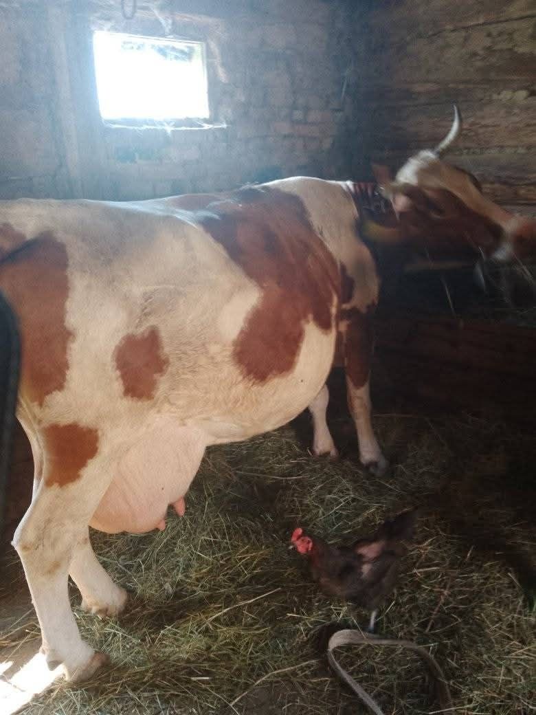 Vaca gestanta 6 luni