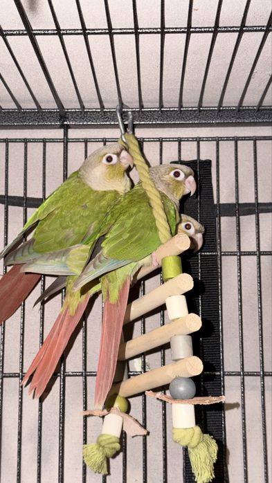 Бебета папагал ПИРУРА