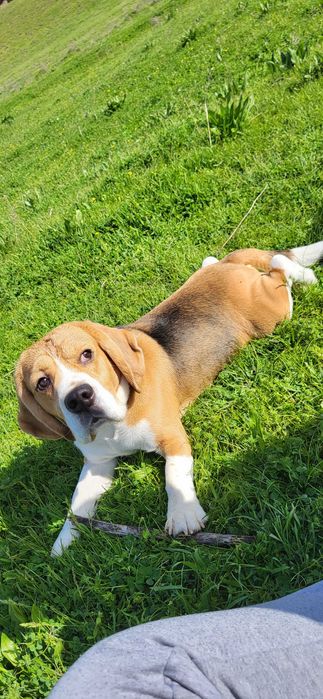 Кобель бигль на вязку