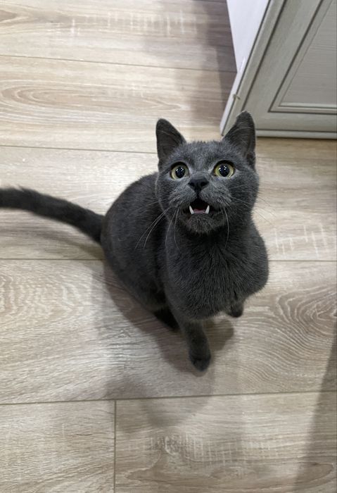 Милый дымчатый котенок в добрые руки!