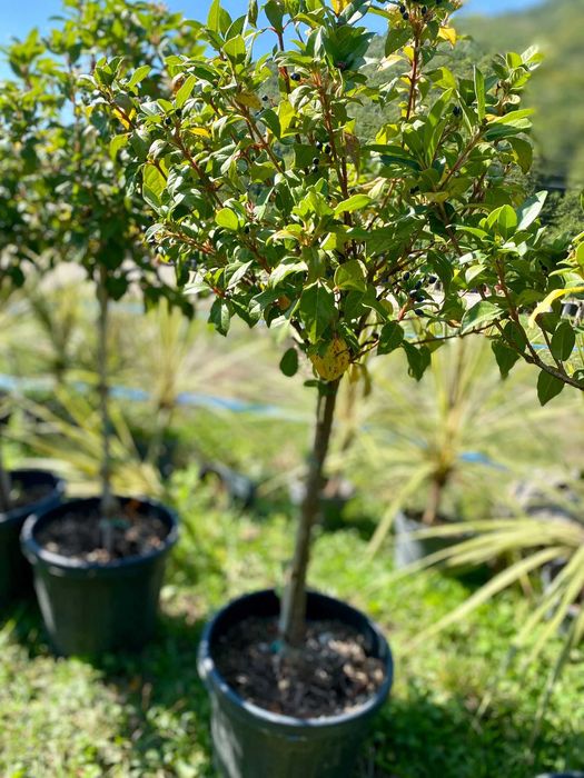 Plante ornamentale pentru decor natural și armonios
