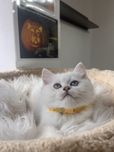 British shorthair shadedpoint ns1233