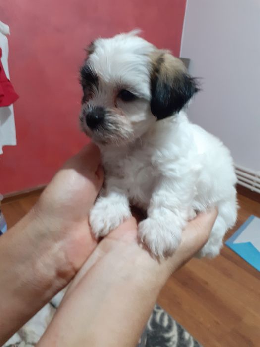 Vând bișoni șițu