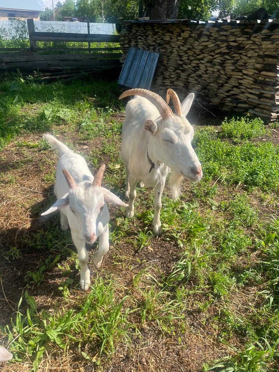 Сельхоз животное
