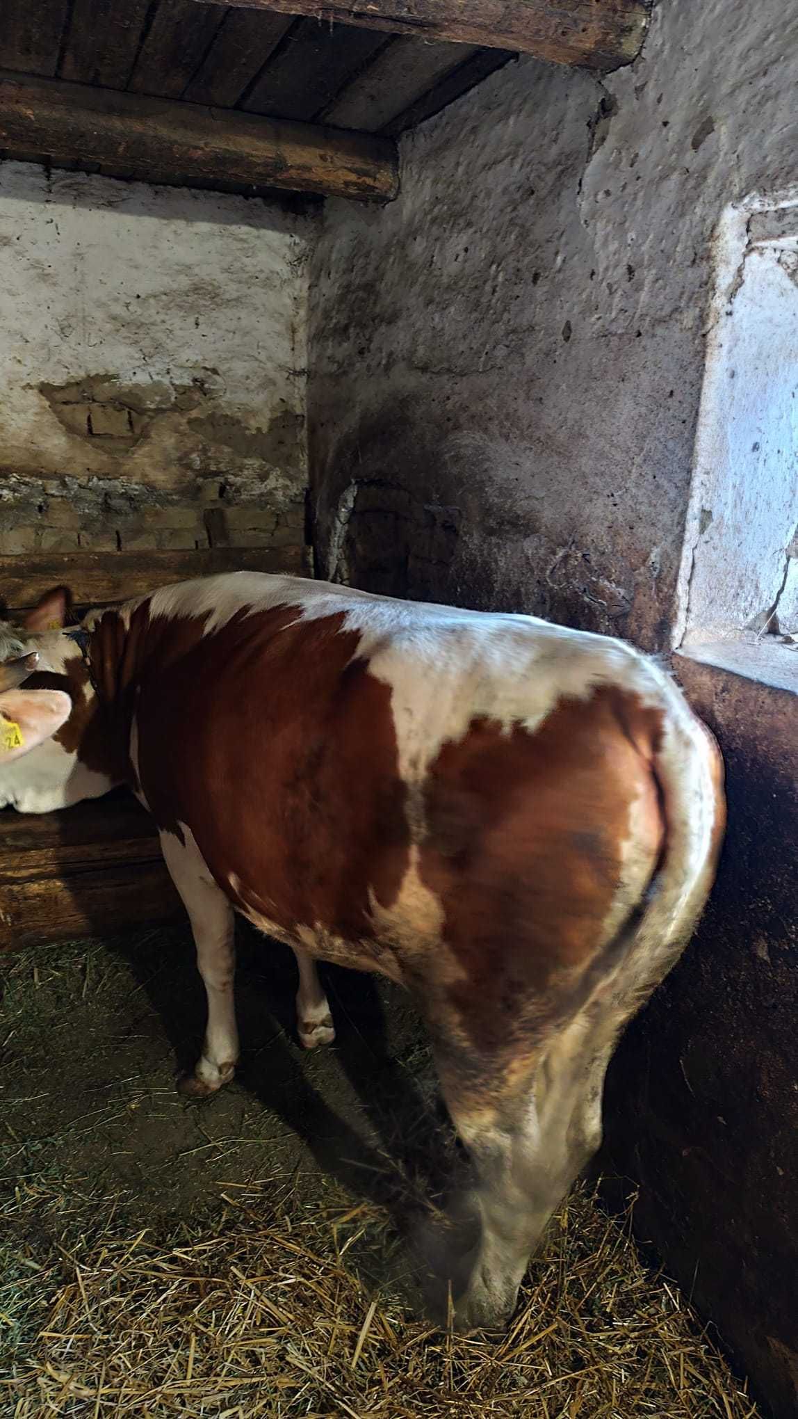 Juninca de 16 luni