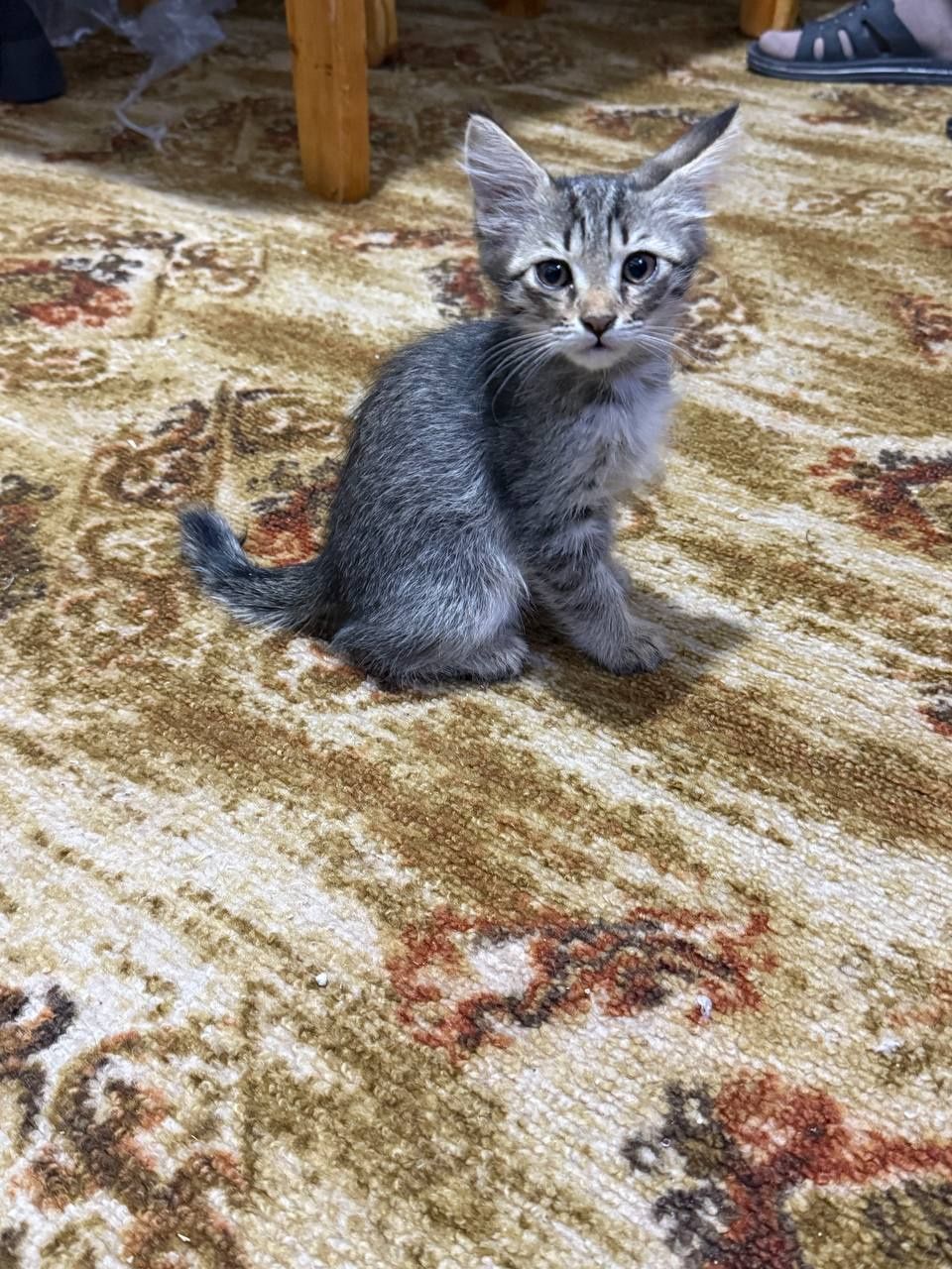 Домашние кошки,мама и 4 котят