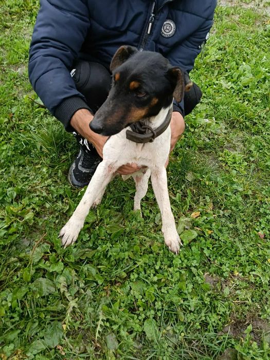 Femela Jakc Russell Terrier