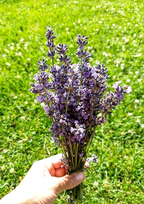 Разсад лавандула