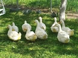 Vand oua de rata Pekin , am si 5 rate de vandut