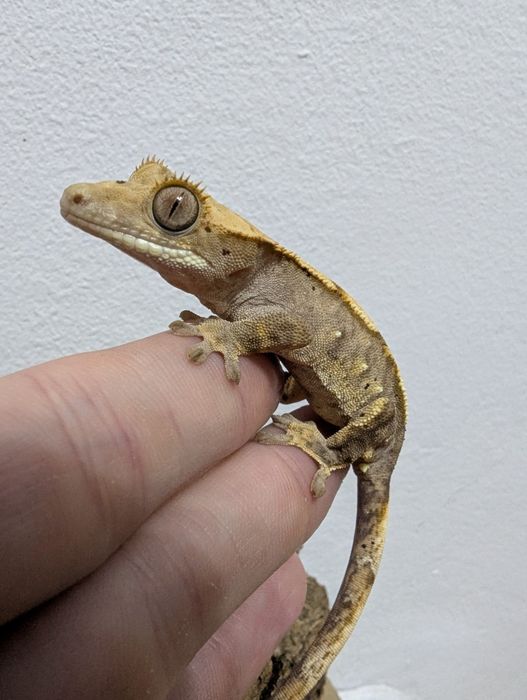 Soparla Gecko Crested juvenil - activ, sănătos (pt. începători și pasi