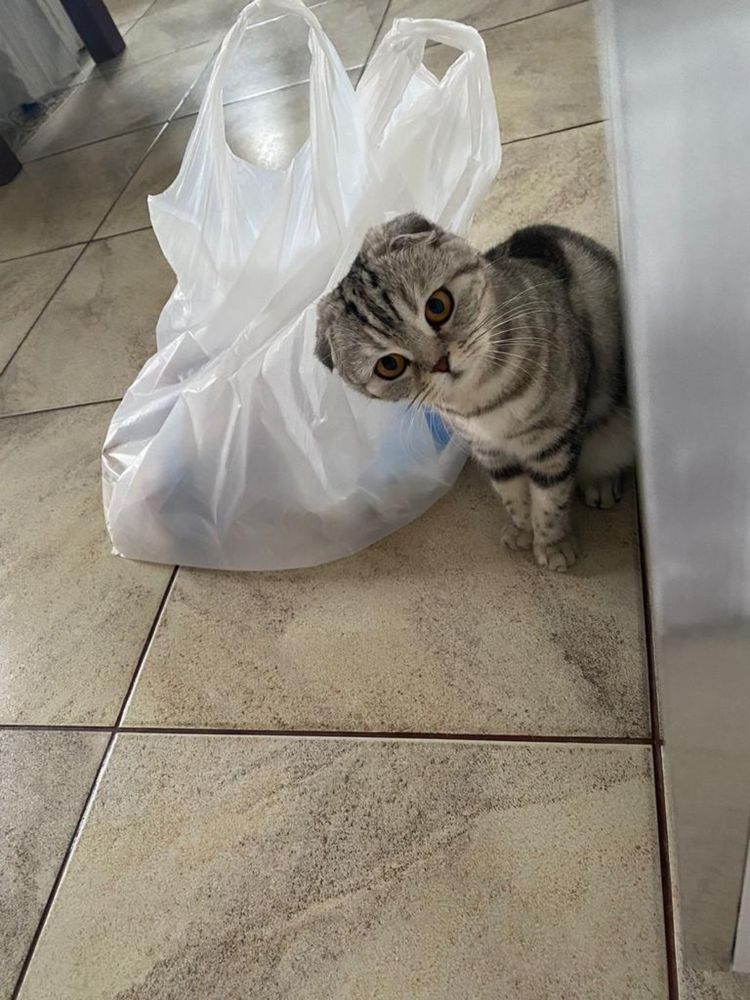 Вислоушка  скотиш фолд