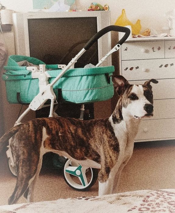 Отдам питбуля девочка