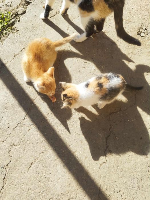 Подарявам 3 котенца