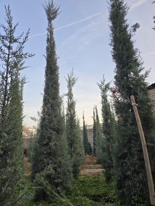 Кепарис аризоника ИТАЛИА