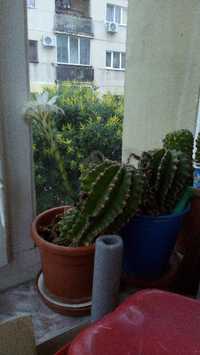 Vand PLANTA CACTUS cu flori