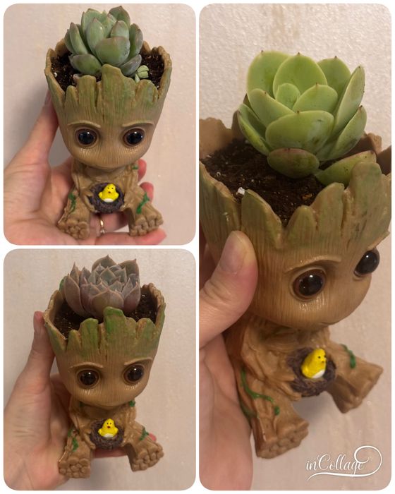 Композиция из суккулентов. Флорариум. Комнатные цветы