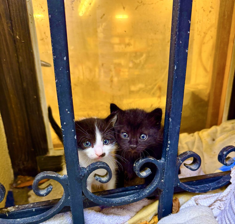 Котенца на 4 седмици