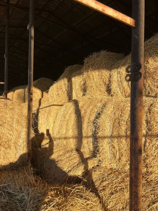 Vand baloti de lucerna