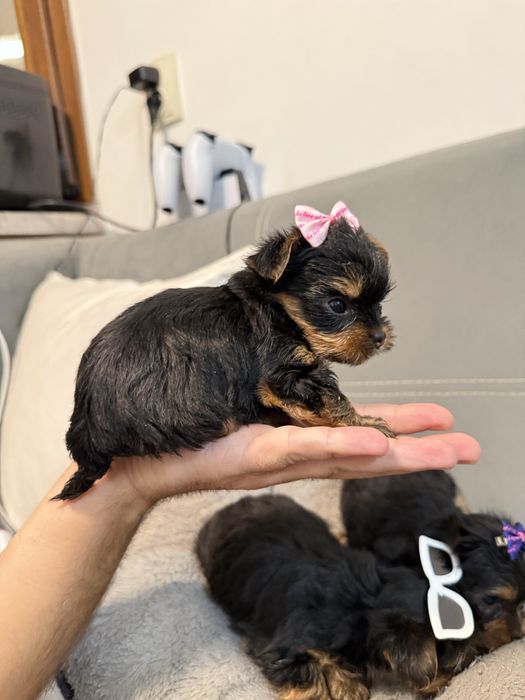 Йорки/Йоркширски териер