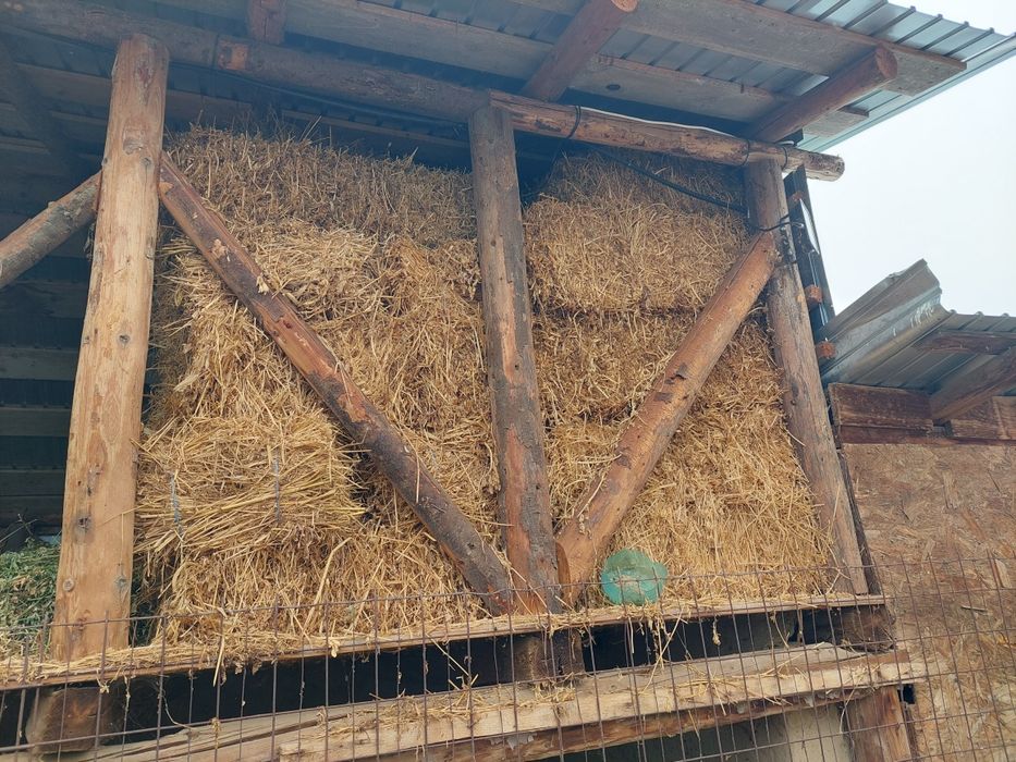 Baloti lucerna coasa 1 si 2