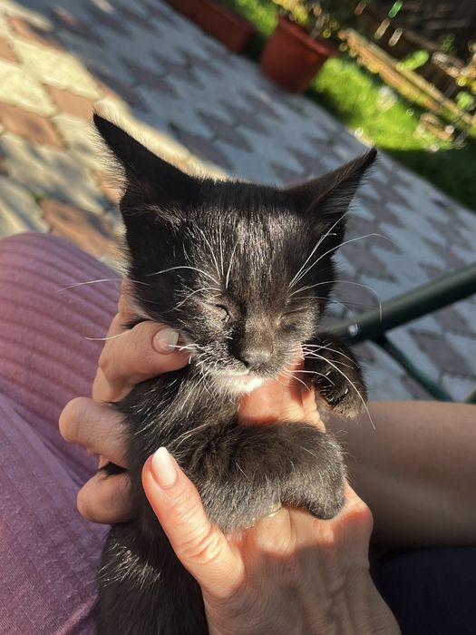 donez pui de pisica motan