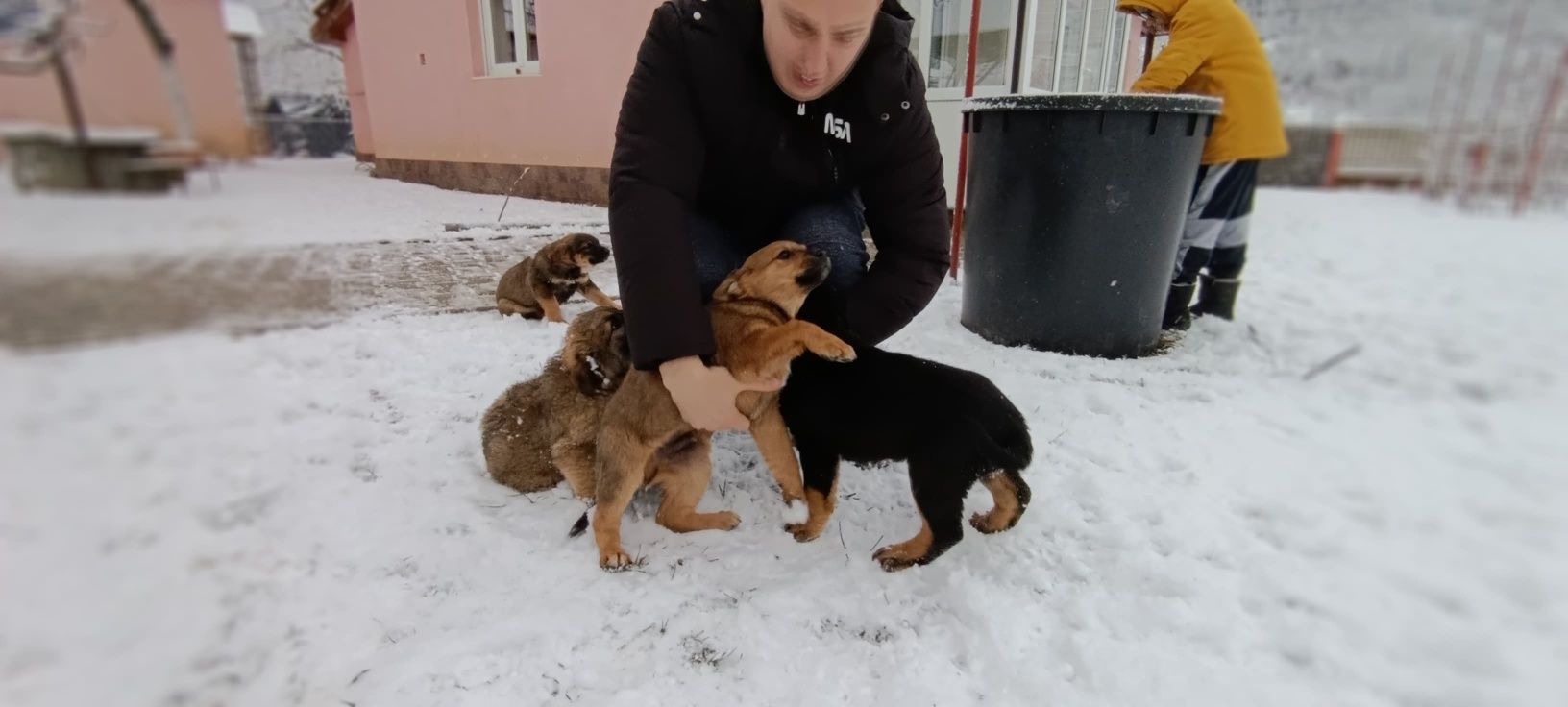 Cățeluși drăguți și jucăuși