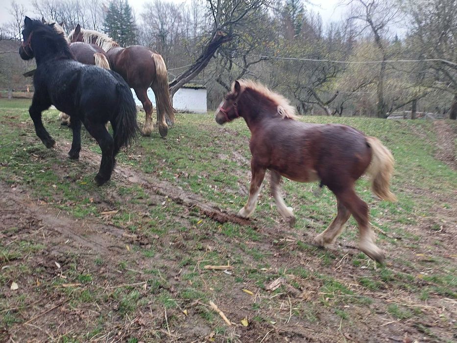 Manz de vanzare de 7 luni