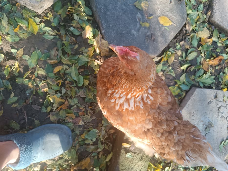 КОКОШКИ Ламон Браун