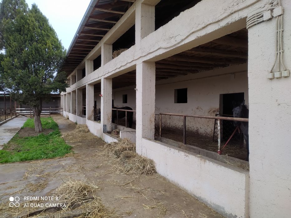 Ferma soriladi Hamraqul tursunquluv