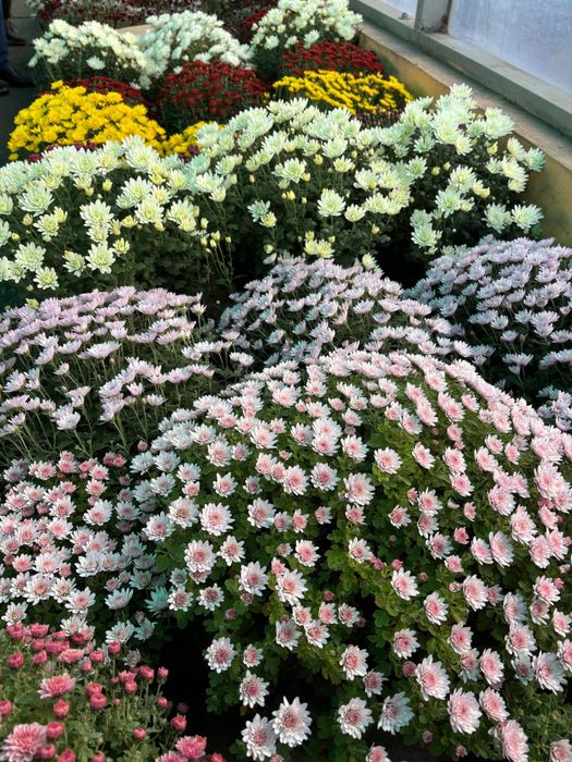 Crizanteme, flori de vanzare