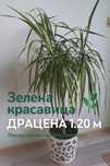 Драцена Маргината 1.20м висока  с добре оформена корона