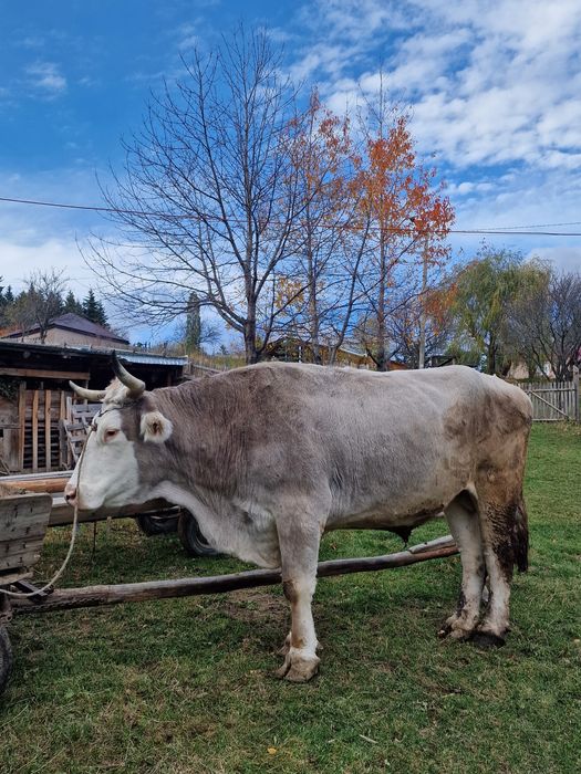 O pereche de boi de vânzare!
