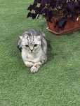 Мушук Кошка Скотиш фолд Киз бола