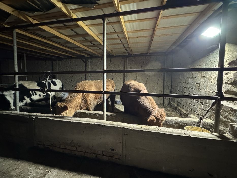 Limuzin ablikol boqala  550kg tri fes