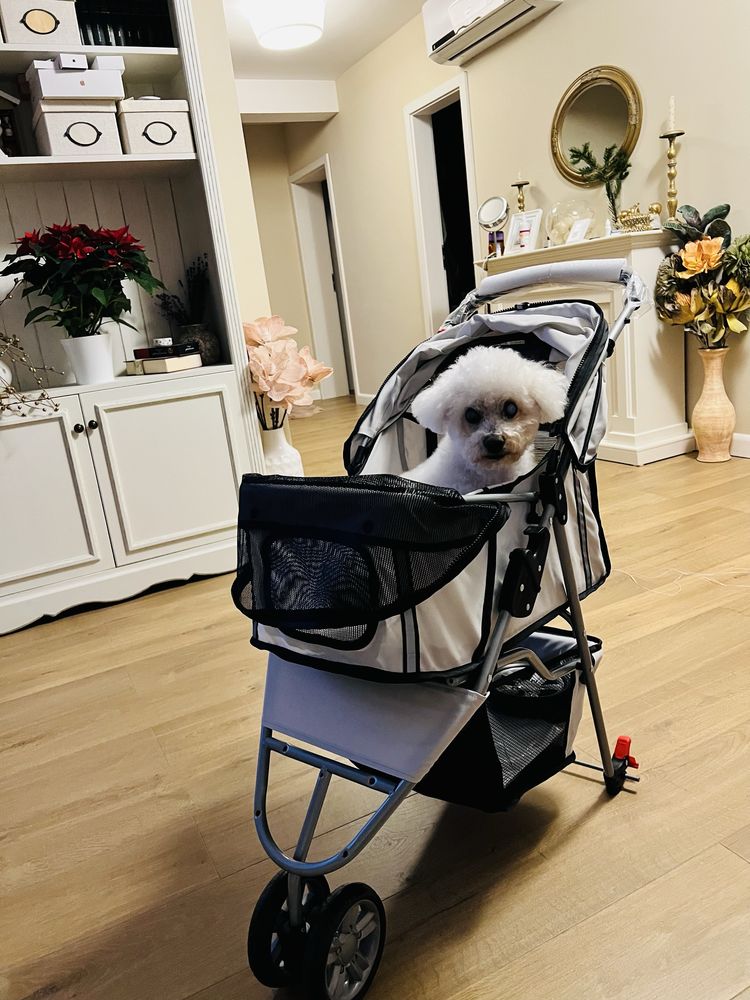 Carucior animale