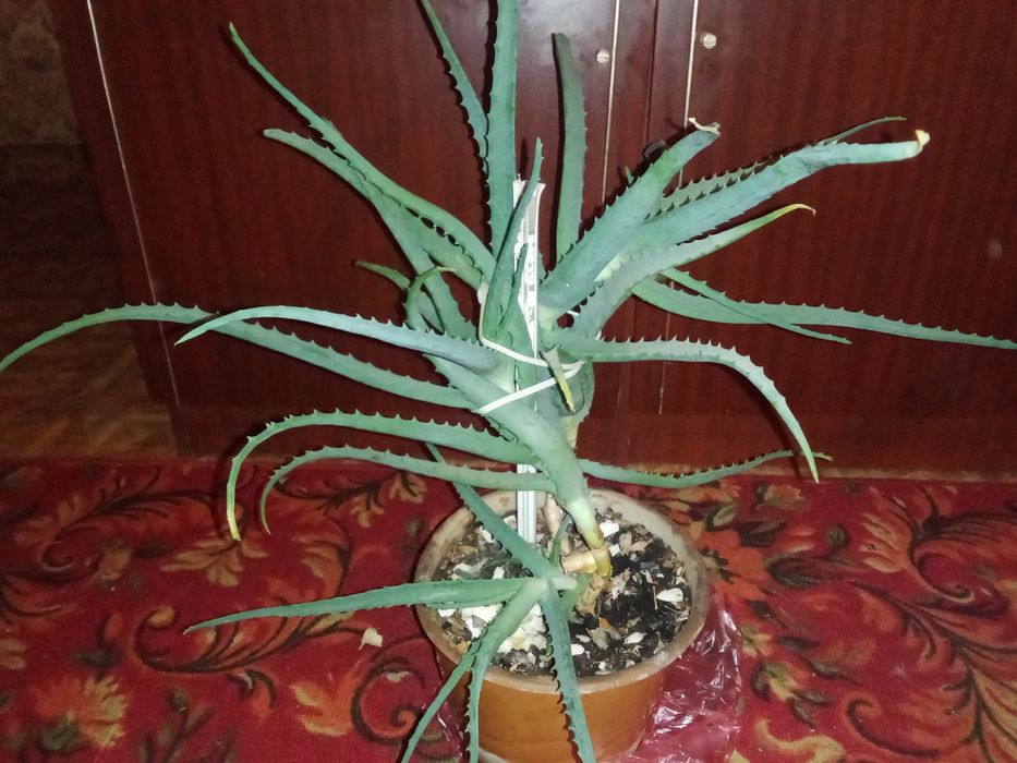 Алоэ большое растение.