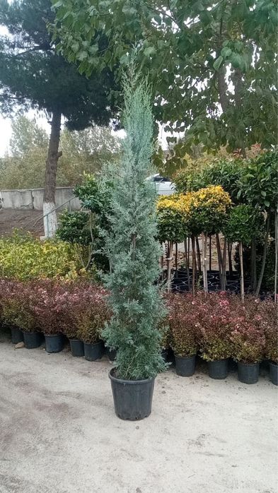 Arizonika kiparis sotiladi